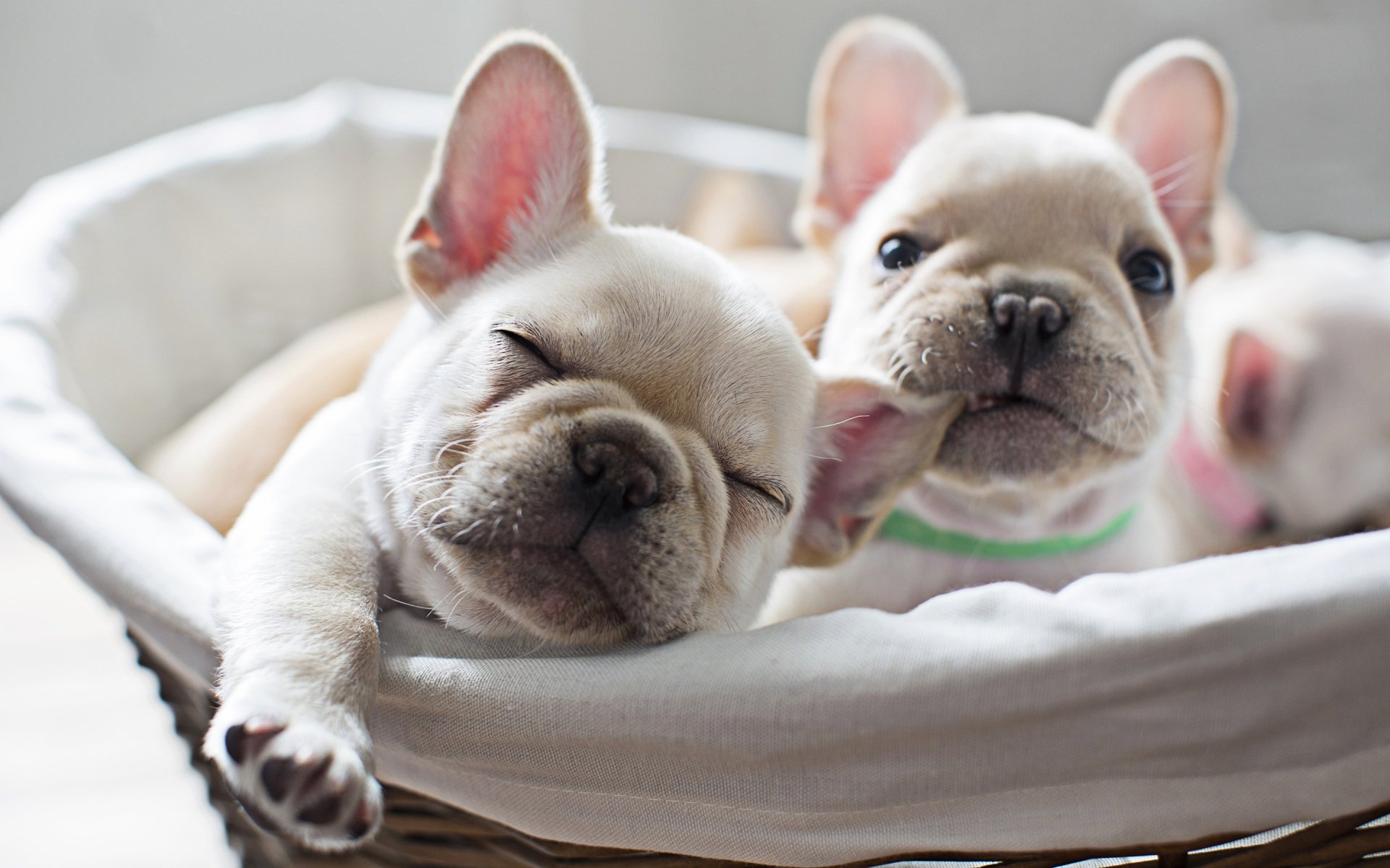 French Bulldog HD Wallpaper | Background Image | 2880x1800 | ID:992990 - Wallpaper Abyss