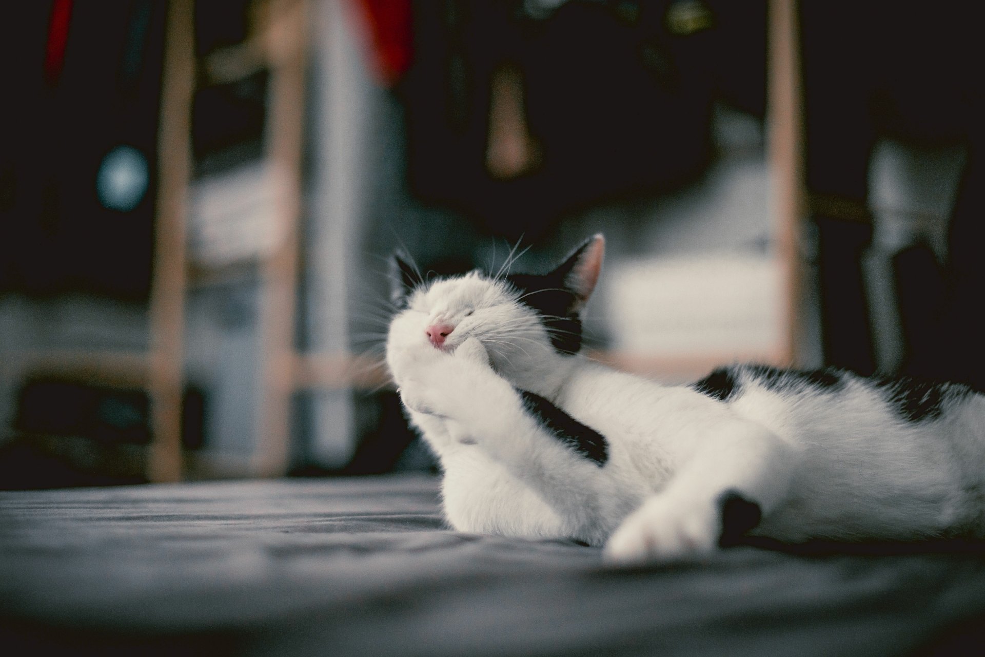 A black-and-white cat resting with its paw over its face, captured in a 4K Ultra HD image for PC desktop wallpaper and background.