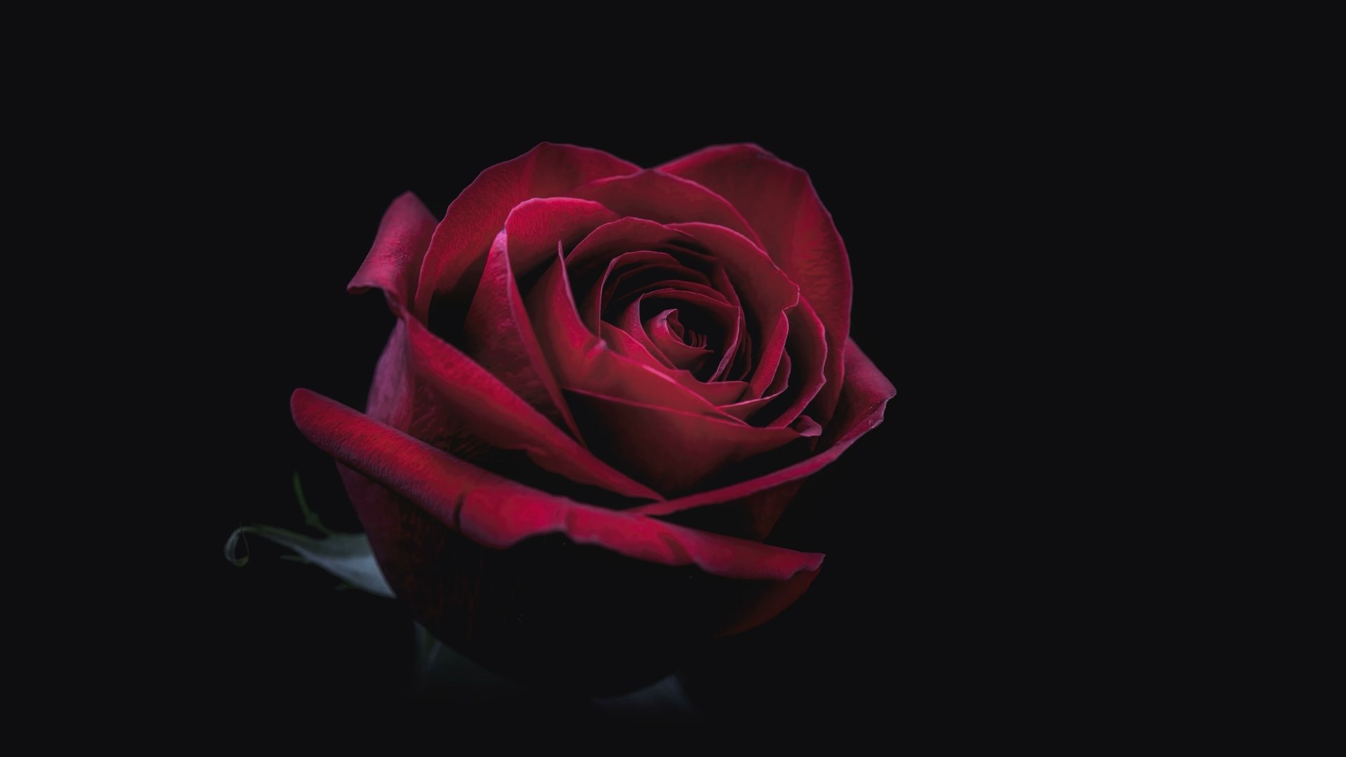 Deep Red Rose