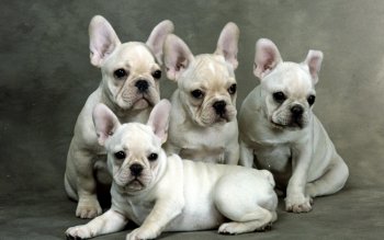 French Bulldog Full HD Wallpaper and Background Image | 2560x1600 | ID