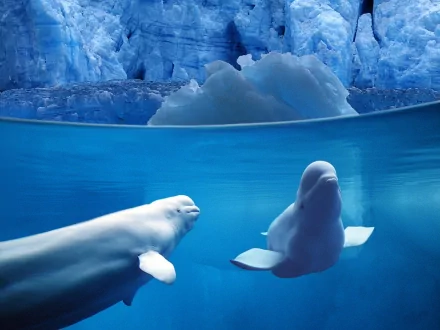 HD PC desktop wallpaper showing two beluga whales swimming gracefully in clear blue icy waters.