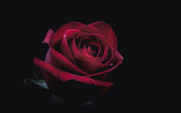 A vivid red rose in full bloom set against a black background, captured in stunning detail for an 8K Ultra HD nature-themed desktop wallpaper.