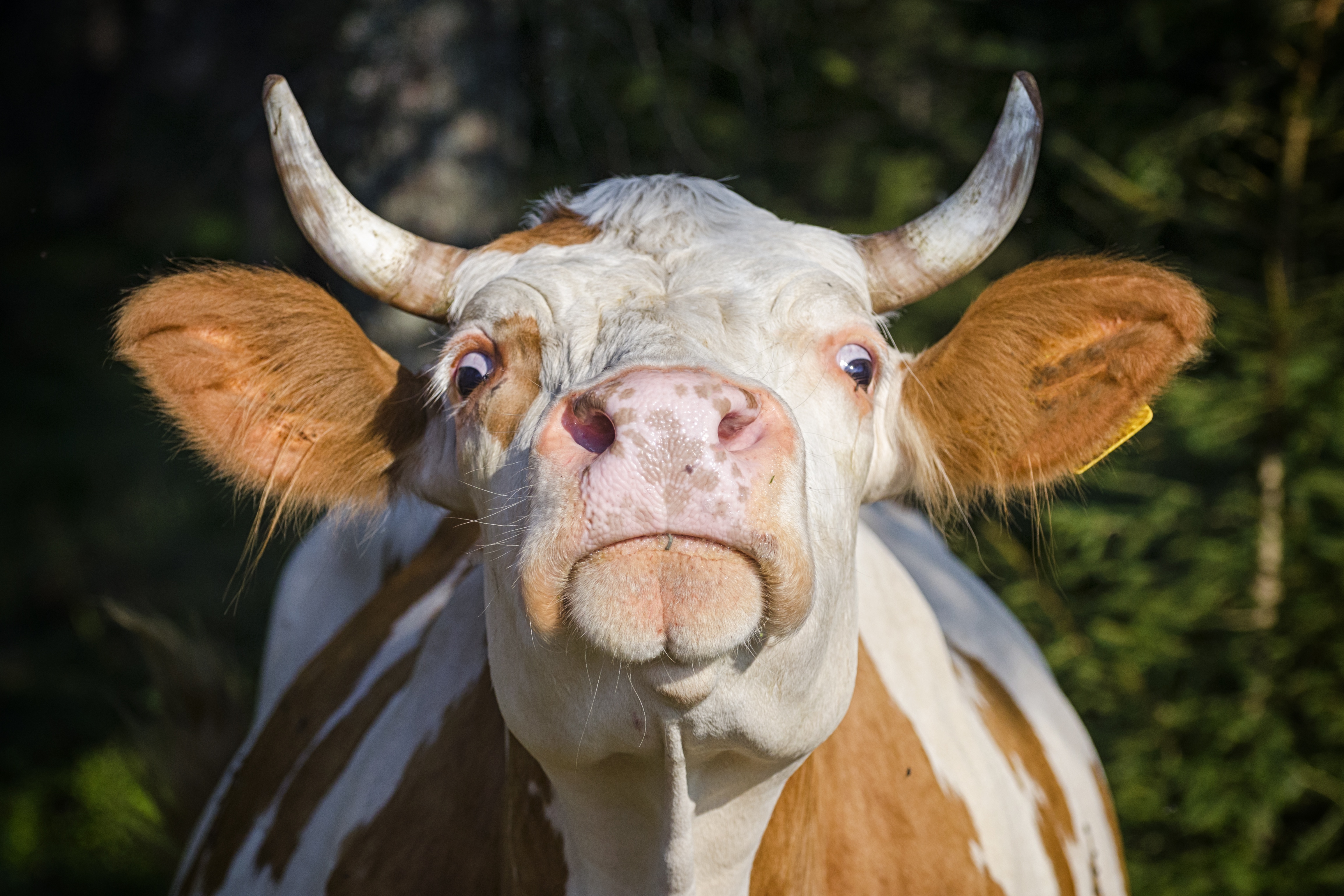 Download Stare Animal Cow 4k Ultra HD Wallpaper