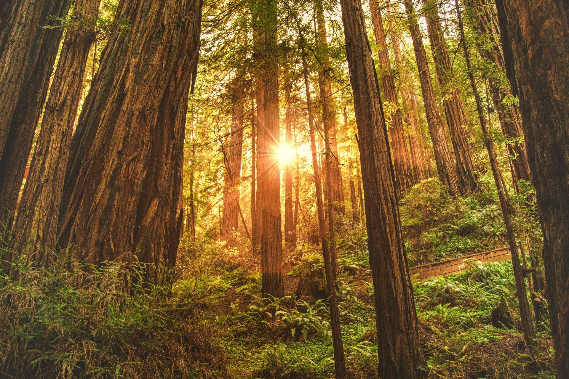 Sunrise in Redwood Forest 4k Ultra HD Wallpaper | Background Image