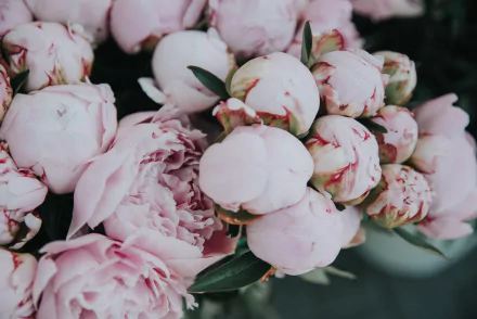 nature peony HD Desktop Wallpaper | Background Image