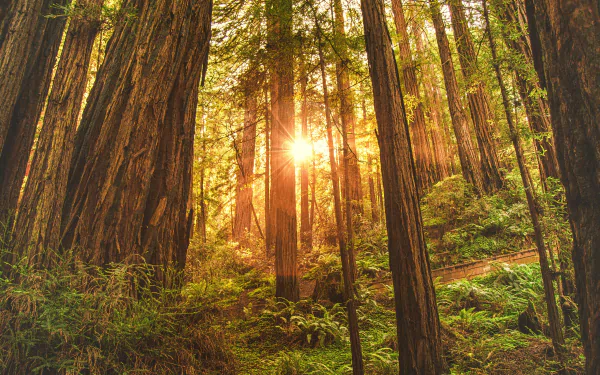 Sunrise in Redwood Forest