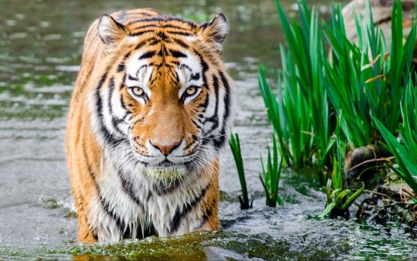 Animal Tiger Cats Wildlife Big Cat predator HD Wallpaper | Background Image
