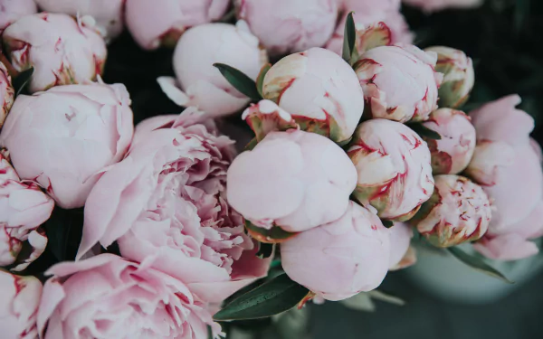 nature peony HD Desktop Wallpaper | Background Image