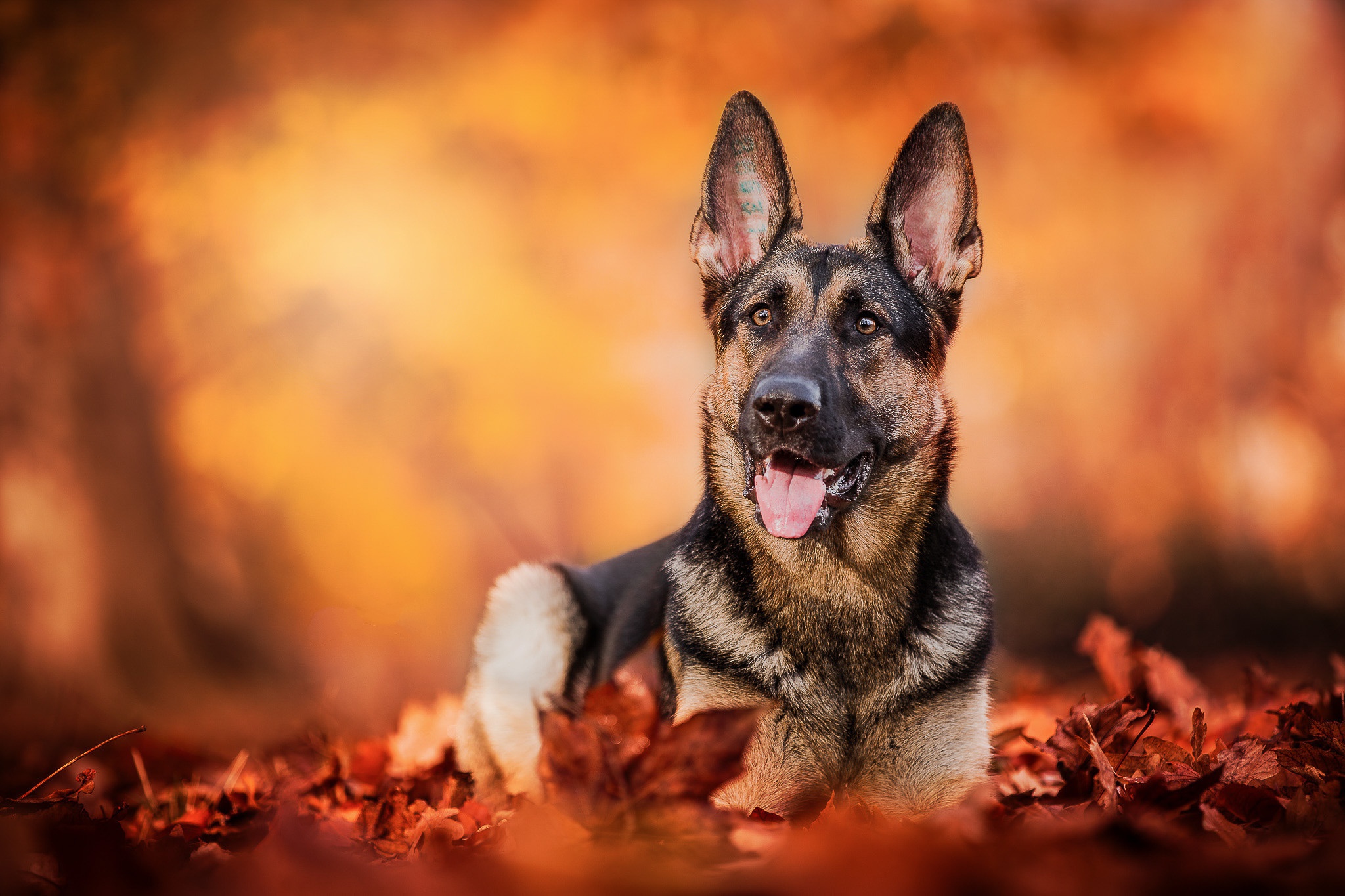 Download Depth Of Field Fall Dog Animal German Shepherd HD Wallpaper