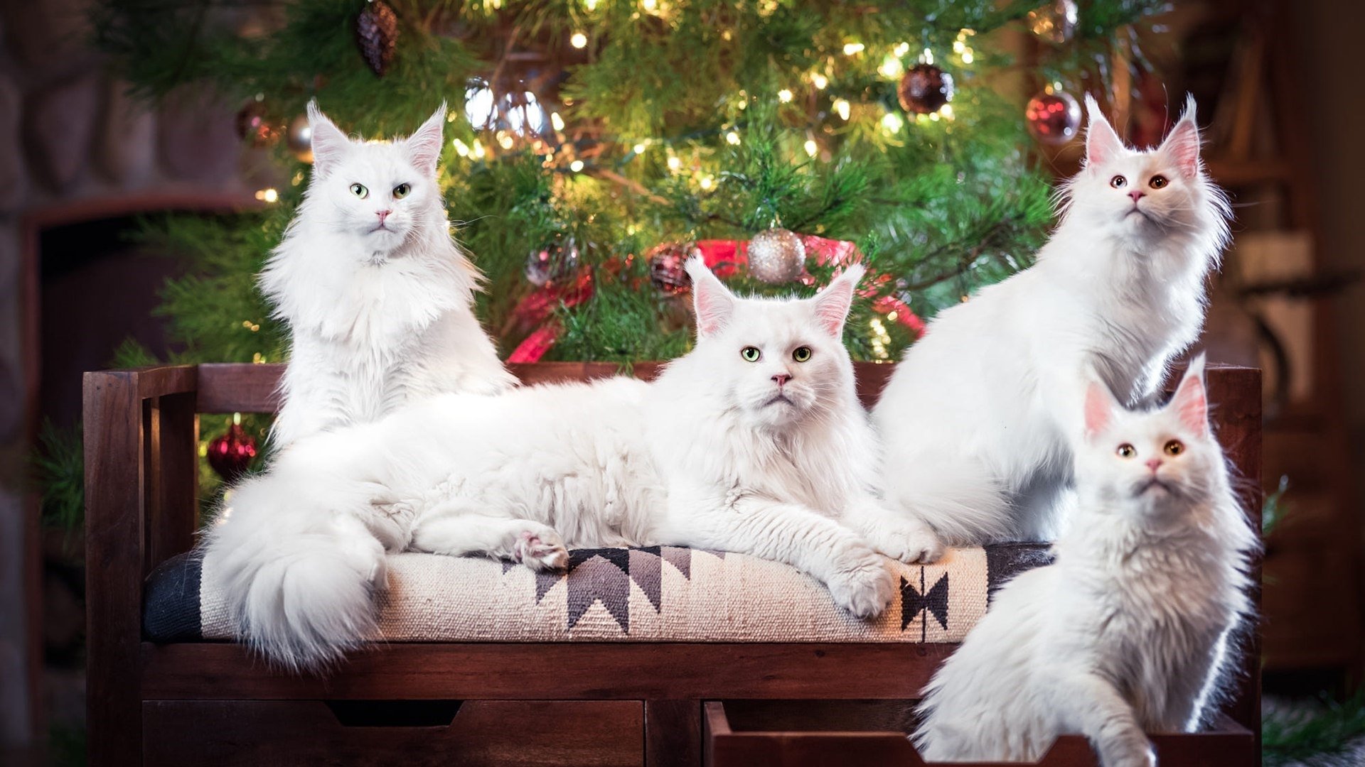 Cats in front of the Christmas Tree