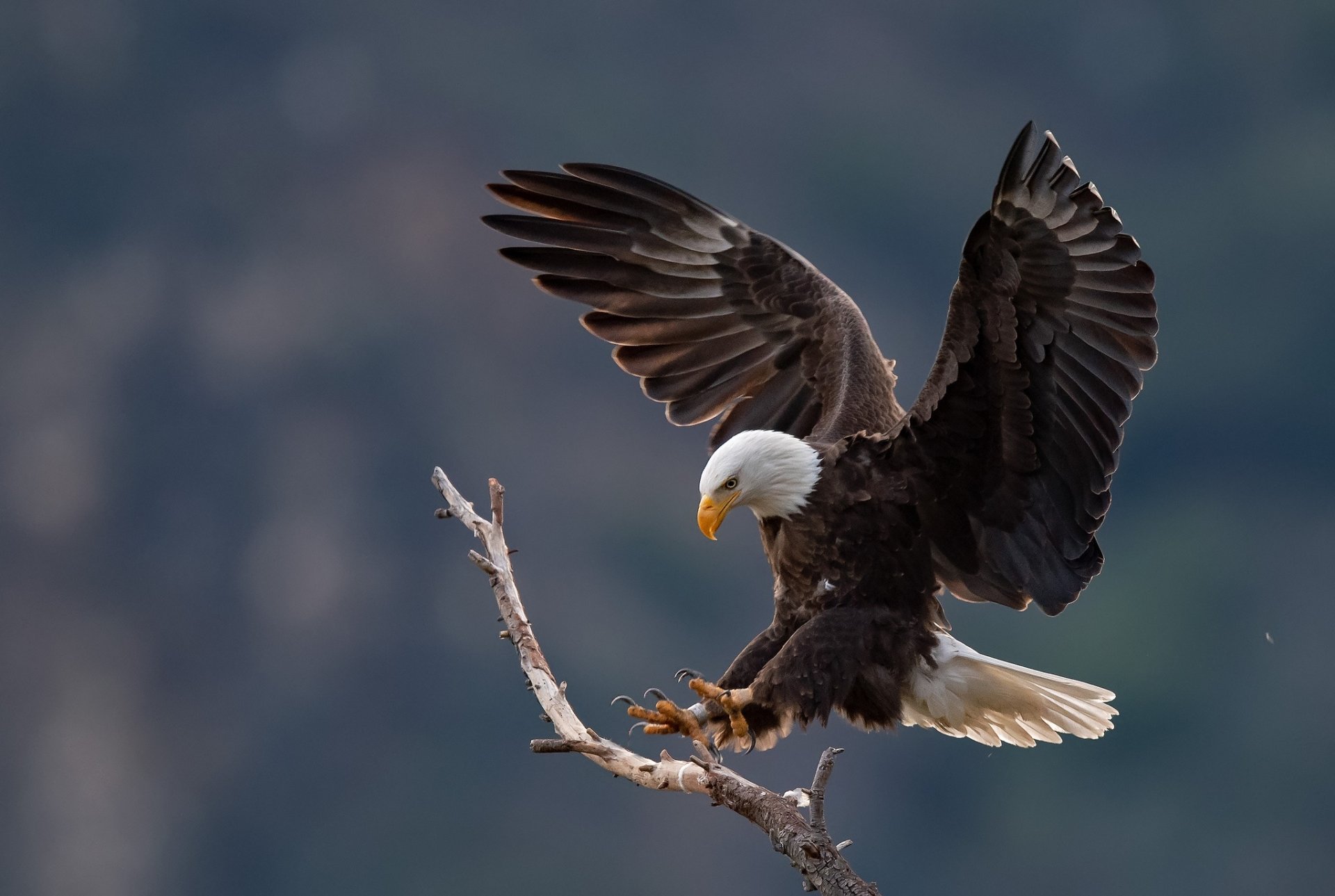 Download Bird Bird Of Prey Animal Bald Eagle HD Wallpaper