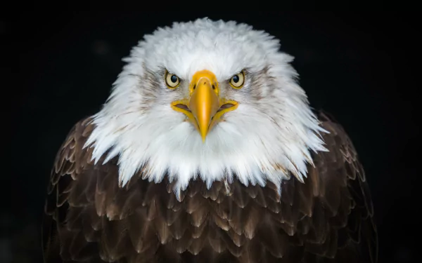 stare eagle bird Animal bald eagle HD Desktop Wallpaper | Background Image