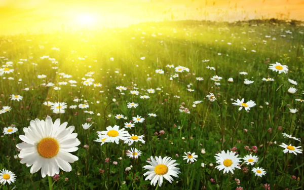 Field of Daisies