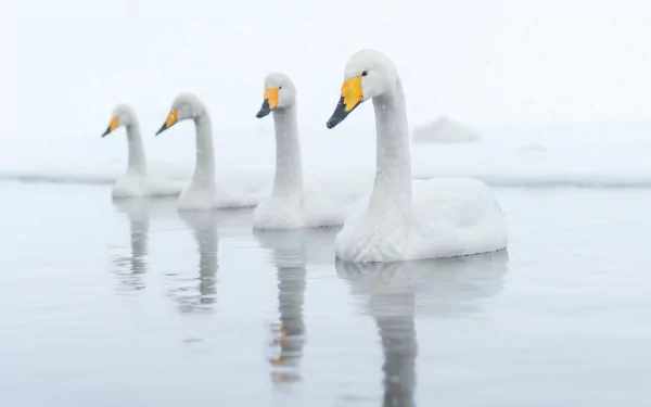 reflection bird swan Animal Tundra swan HD Desktop Wallpaper | Background Image