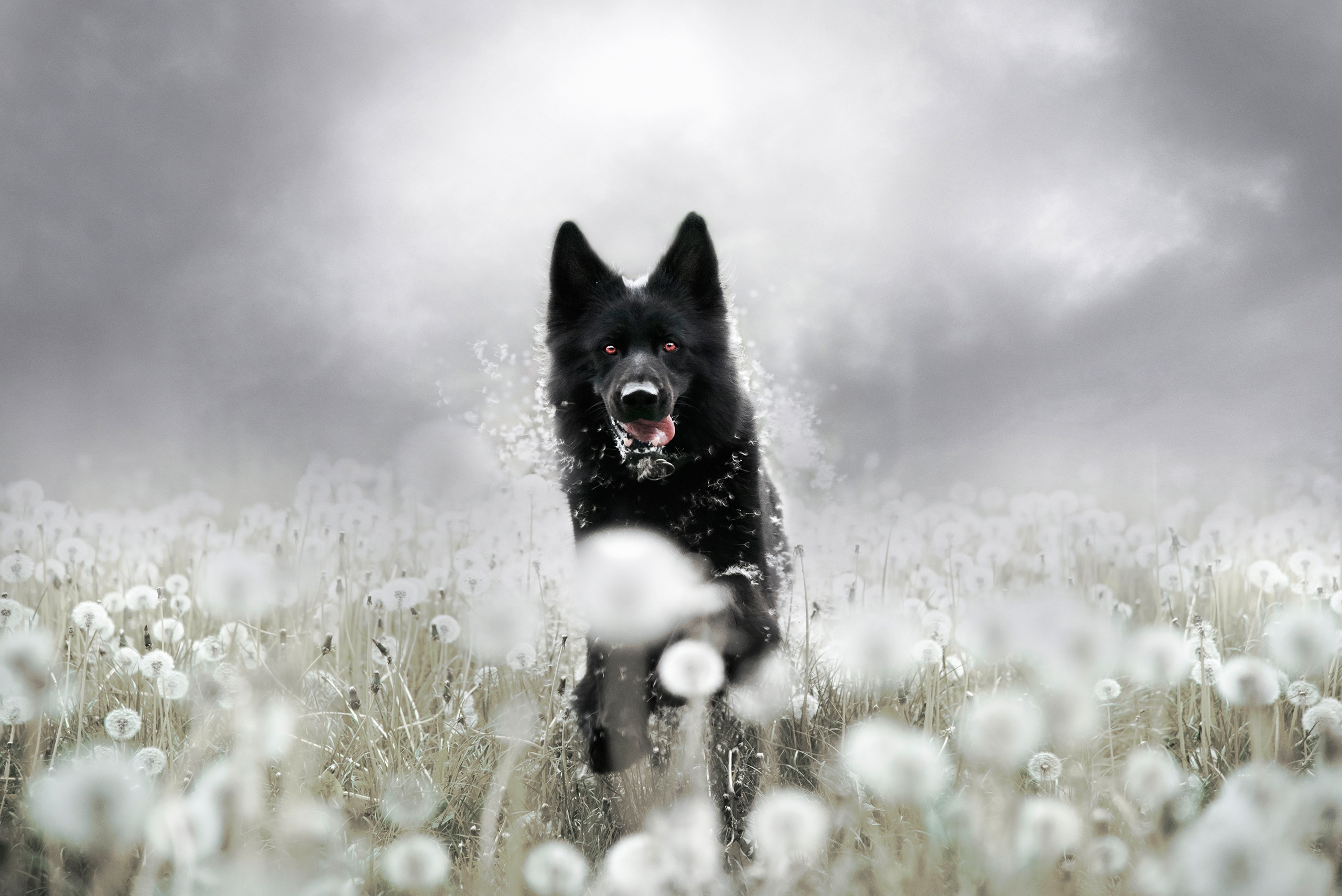 Animal German Shepherd HD Wallpaper | Background Image